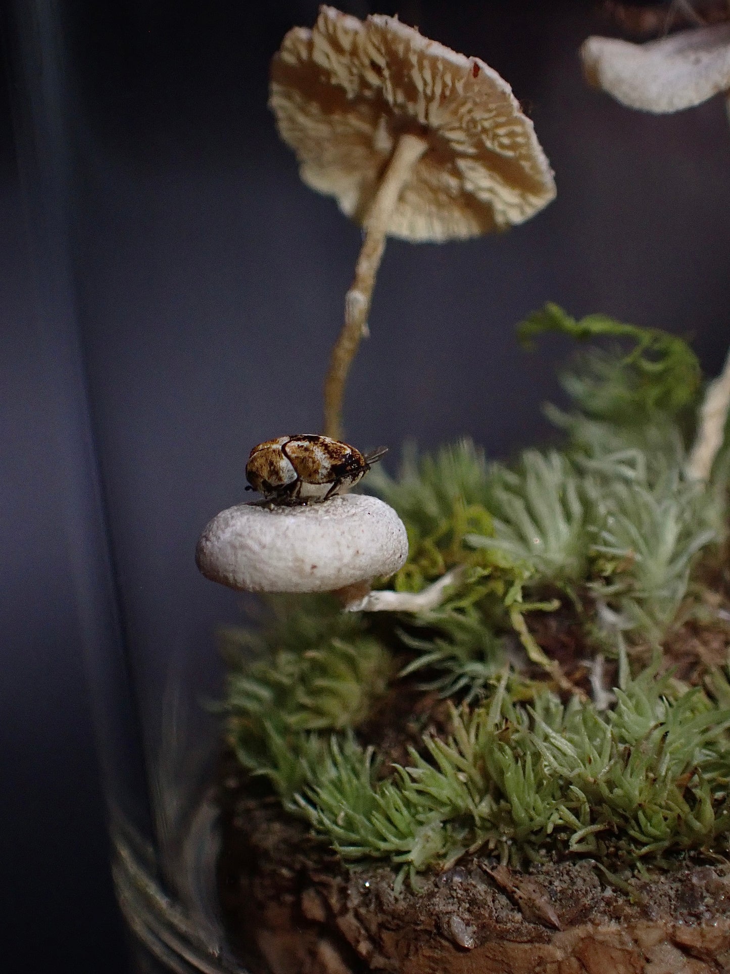 Micro Mushroom Dome