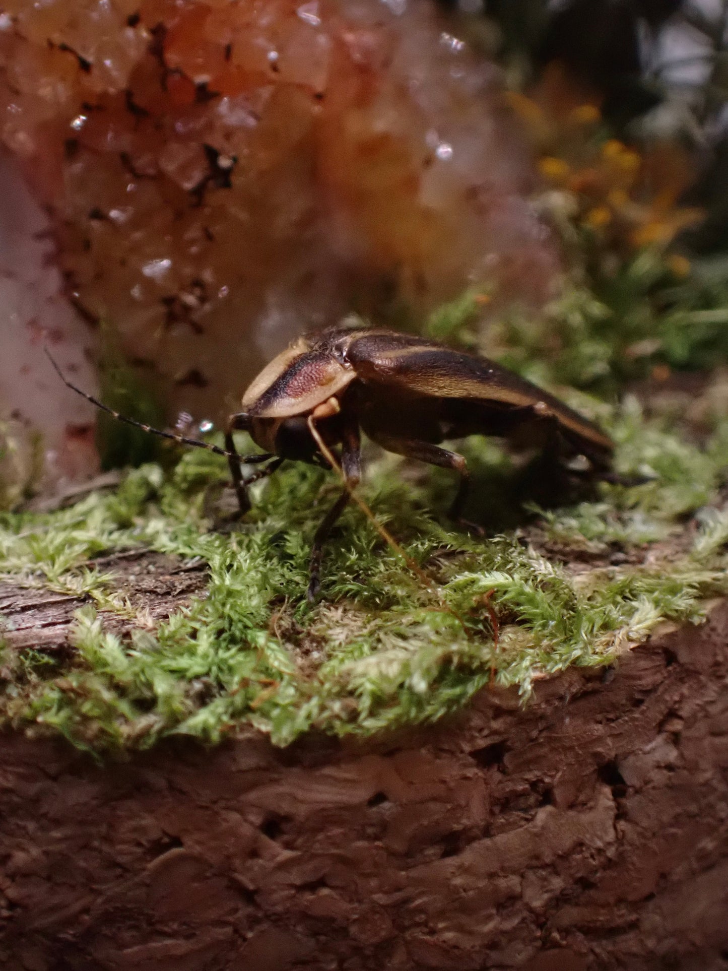 Lightning Bug Dome