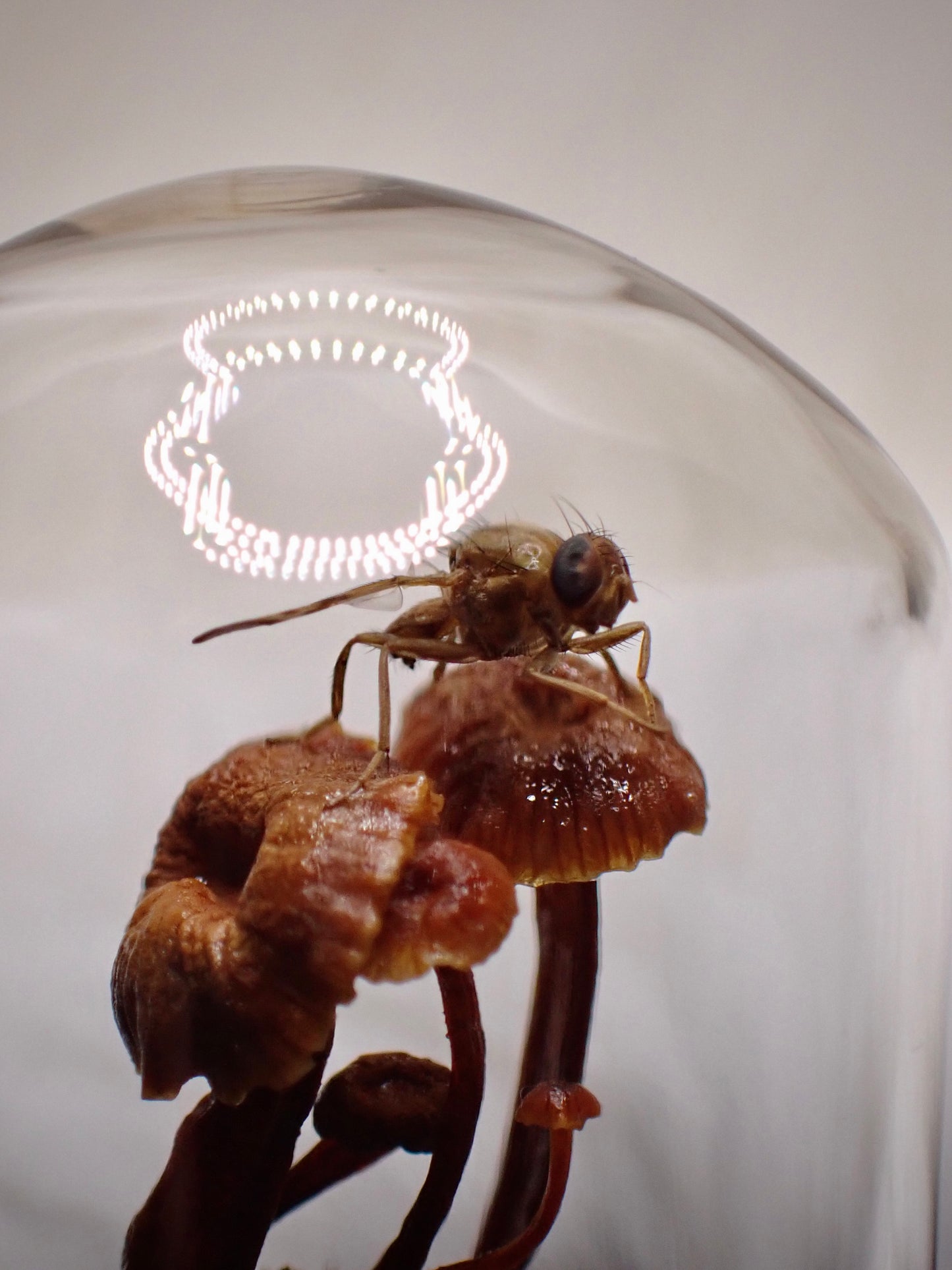 Micro Mushroom Fly Dome