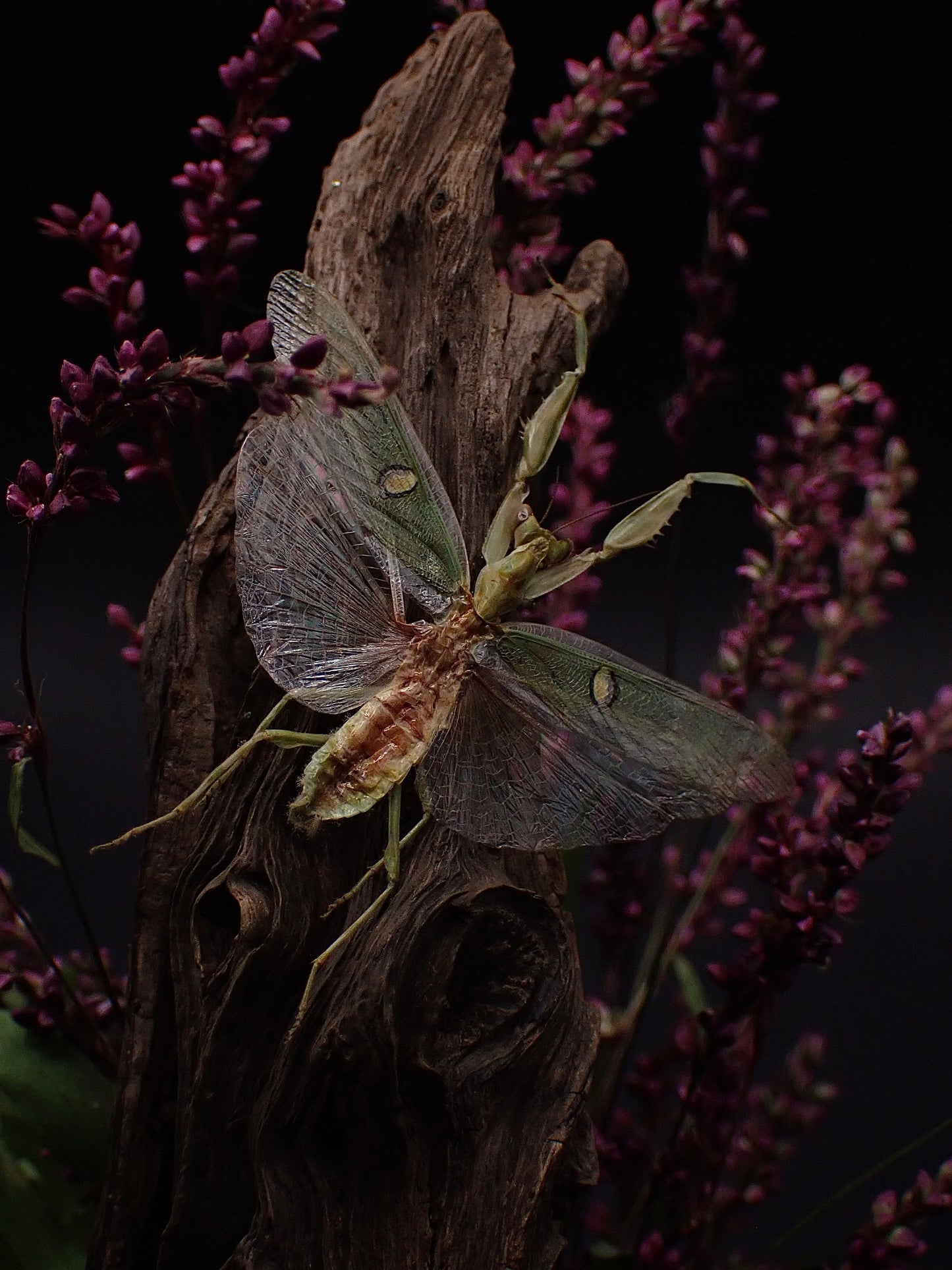 Jeweled Flower Mantis Dome