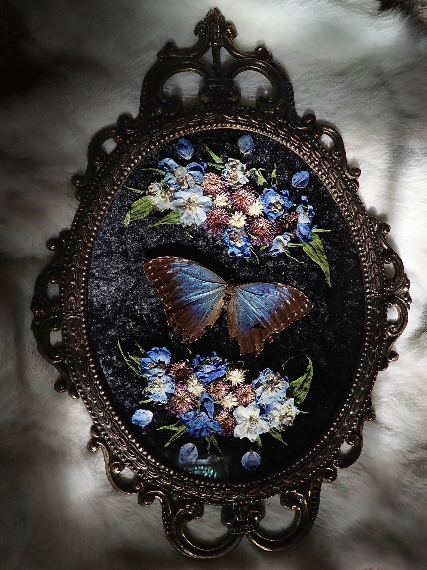 Blue Morpho Frame