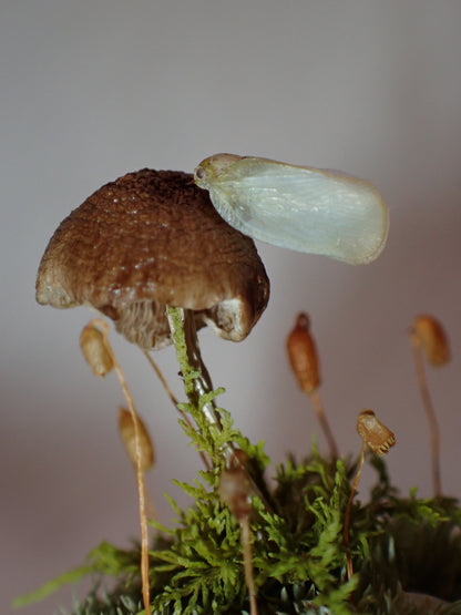 Micro Planthopper Dome